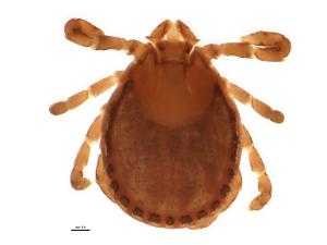 Blow uo of a rabbit tick