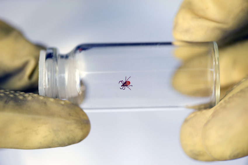 Tick in a vial